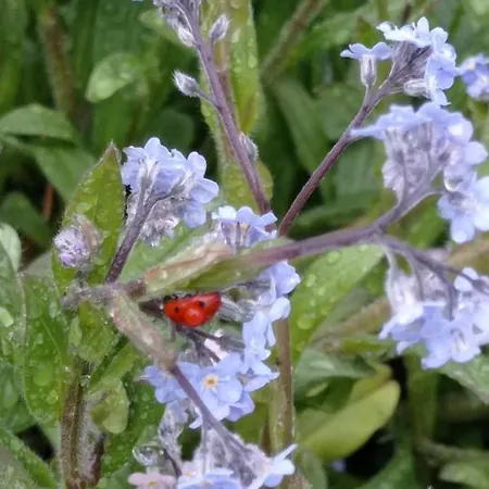 Apartman L'eclat De Menthe