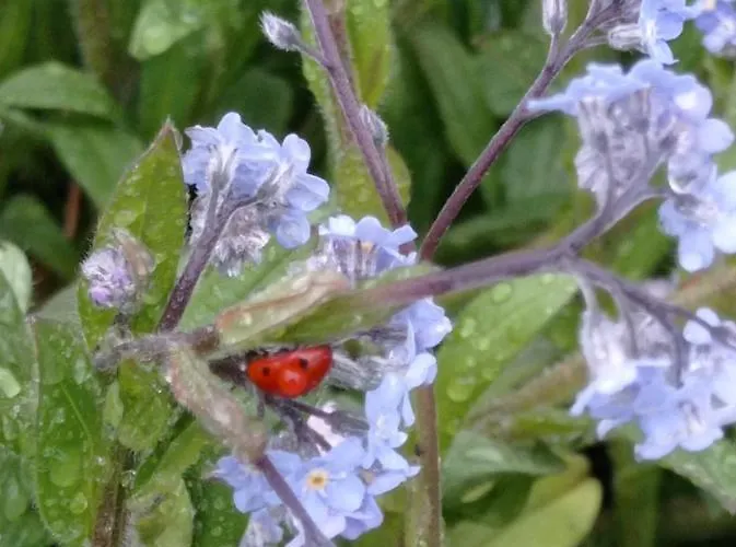 아파트 L'eclat De Menthe